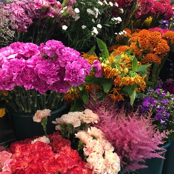 Meet your Posher, Tess - Picture 1 of 1